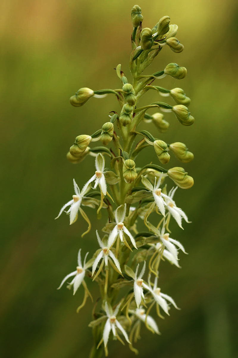 Habenaria kyimbilae Habenaria kyimbilae