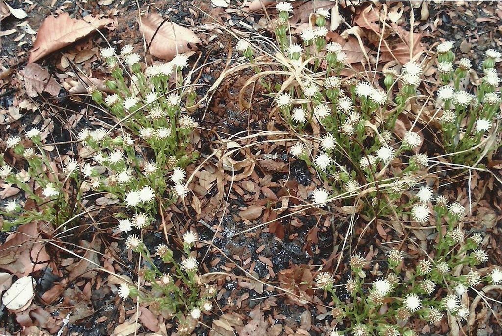 Senecio pachyrhizus Senecio pachyrhizus