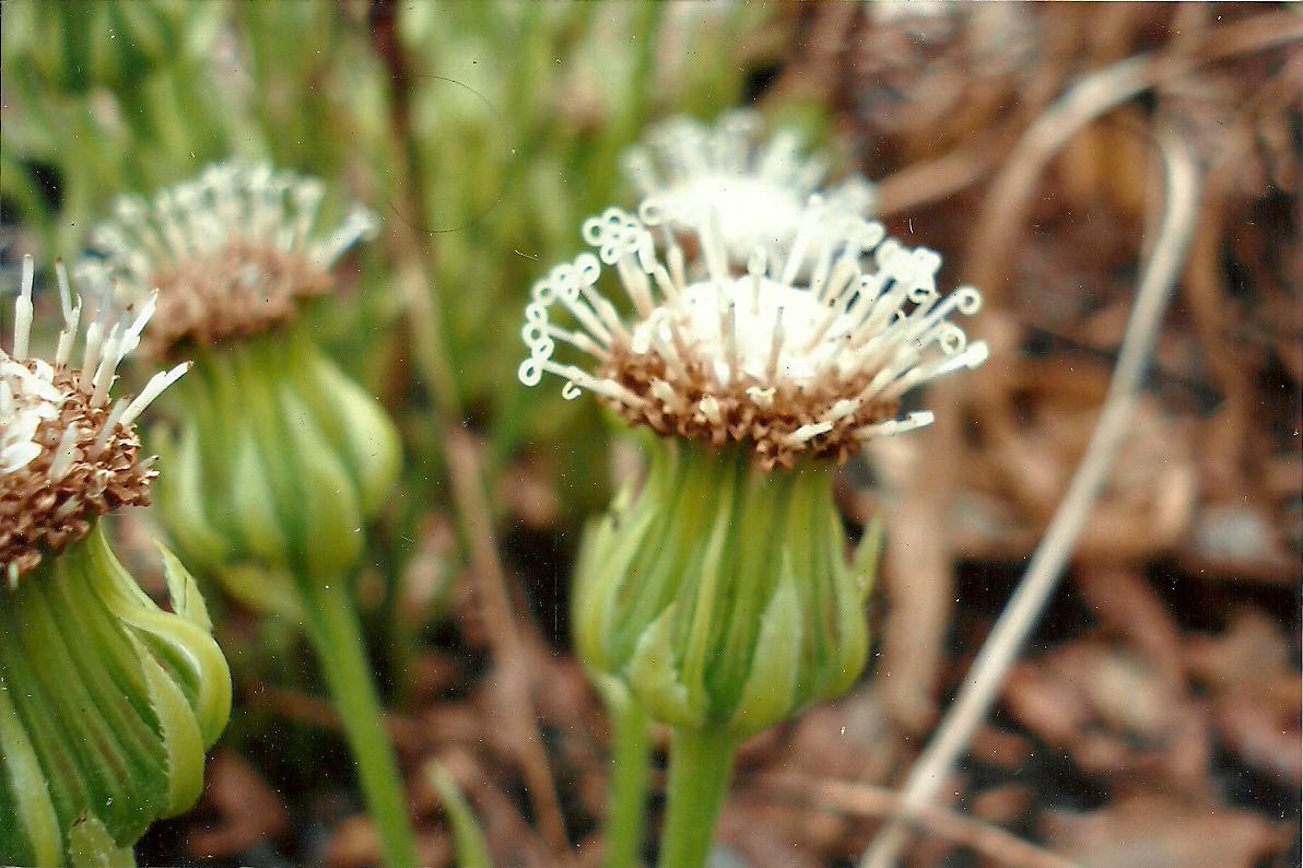 Senecio pachyrhizus Senecio pachyrhizus
