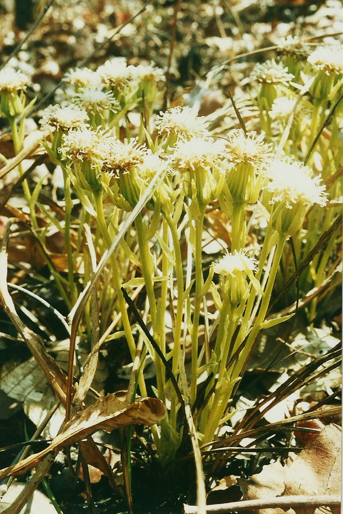 Senecio pachyrhizus Senecio pachyrhizus