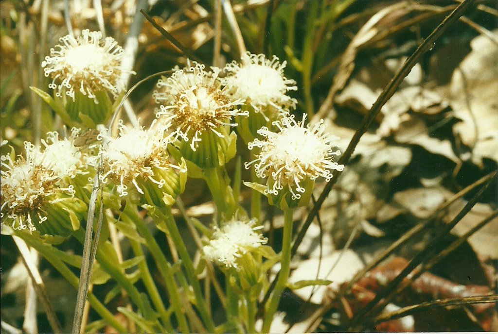 Senecio pachyrhizus Senecio pachyrhizus