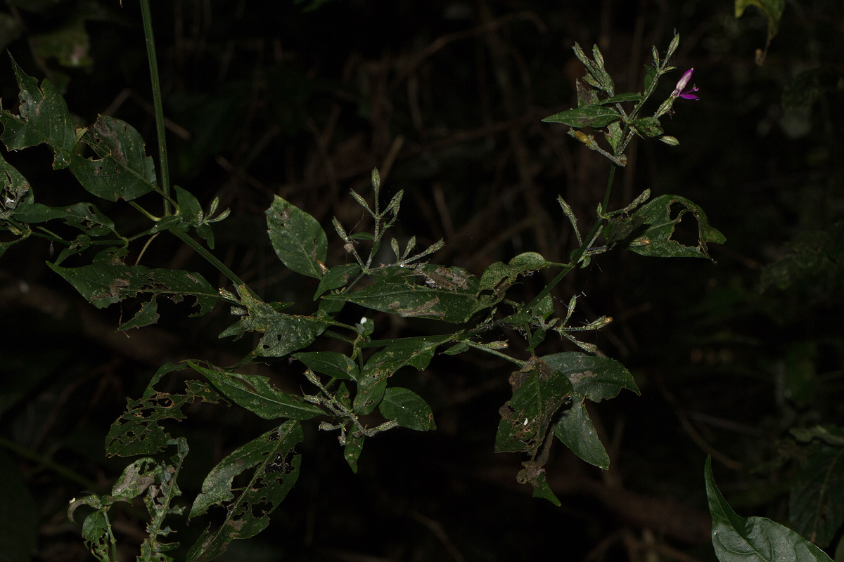 Dicliptera maculata subsp. maculata Dicliptera maculata subsp. maculata