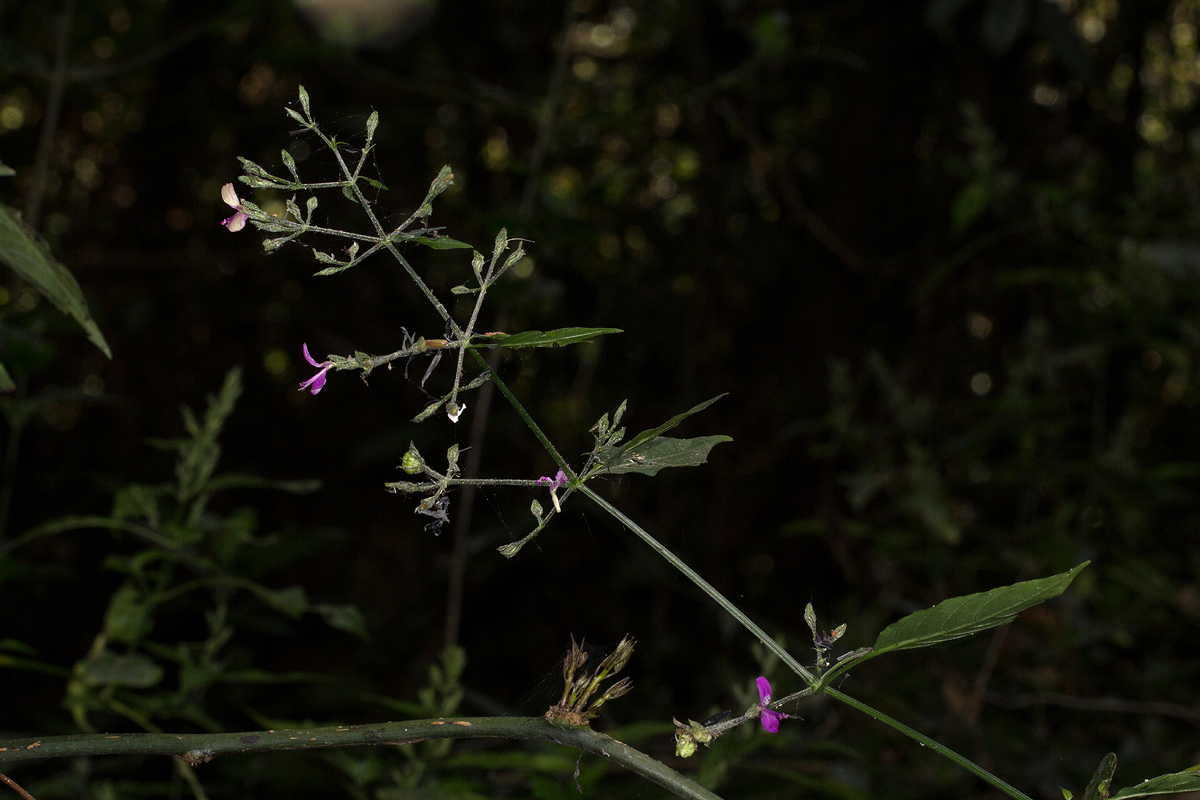 Dicliptera maculata subsp. maculata Dicliptera maculata subsp. maculata