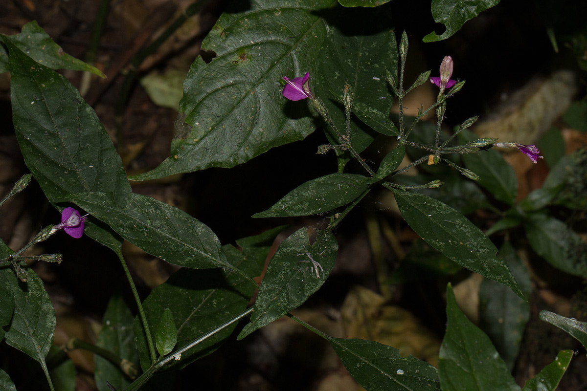 Dicliptera maculata subsp. maculata Dicliptera maculata subsp. maculata