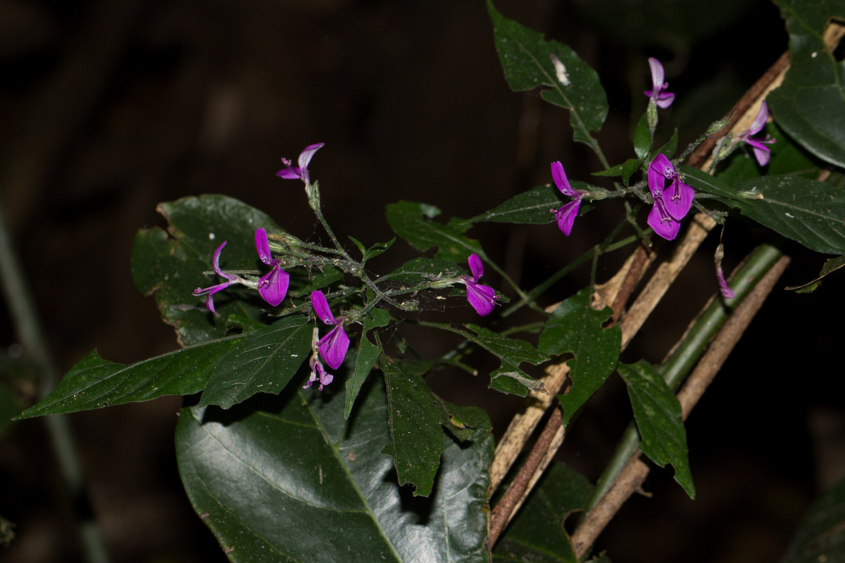 Dicliptera maculata subsp. maculata Dicliptera maculata subsp. maculata