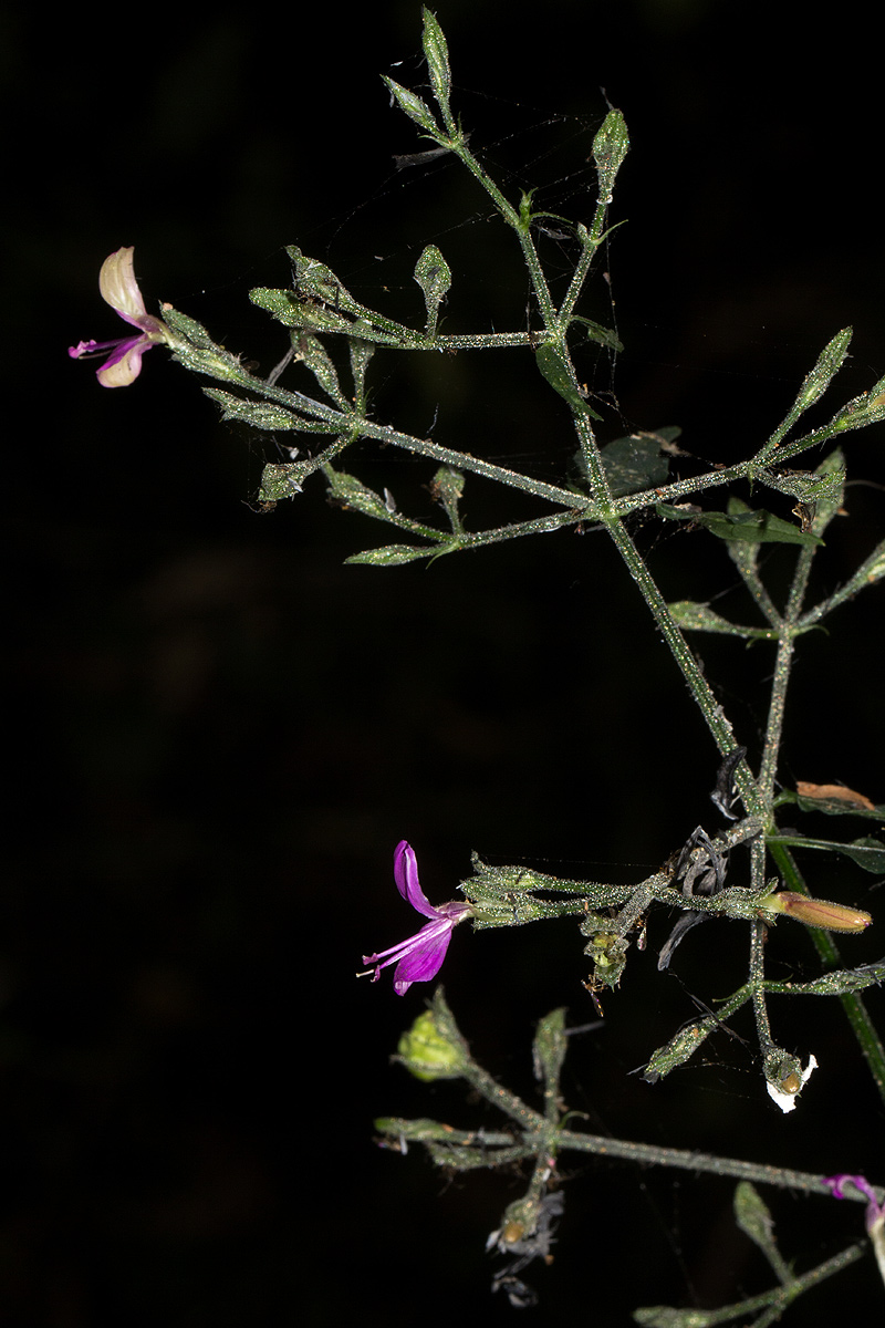 Dicliptera maculata subsp. maculata Dicliptera maculata subsp. maculata