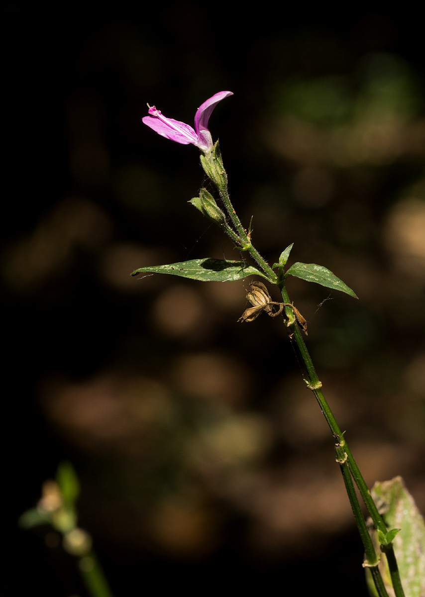 Dicliptera maculata subsp. maculata Dicliptera maculata subsp. maculata