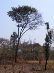 Pterocarpus tinctorius