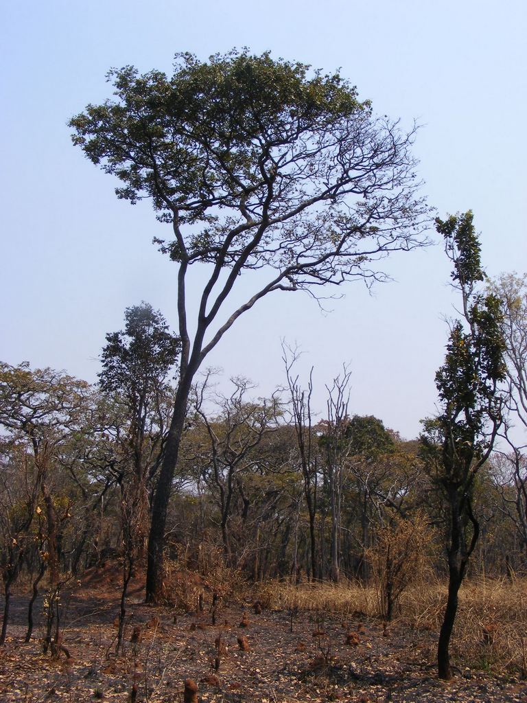Pterocarpus tinctorius