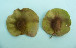 Pterocarpus tinctorius