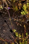 Crepidorhopalon goetzei