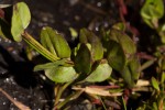 Crepidorhopalon goetzei