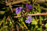 Crepidorhopalon goetzei