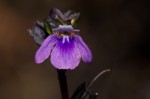 Crepidorhopalon goetzei