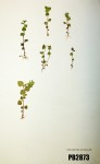 Lobelia inconspicua