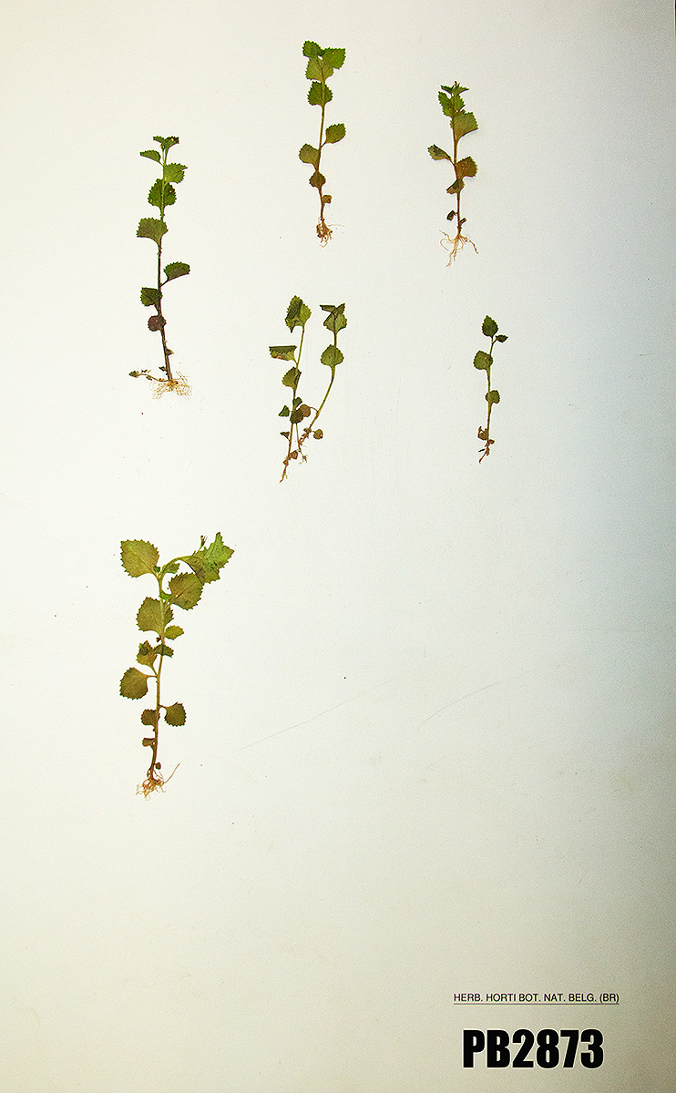 Lobelia inconspicua