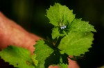 Lobelia inconspicua
