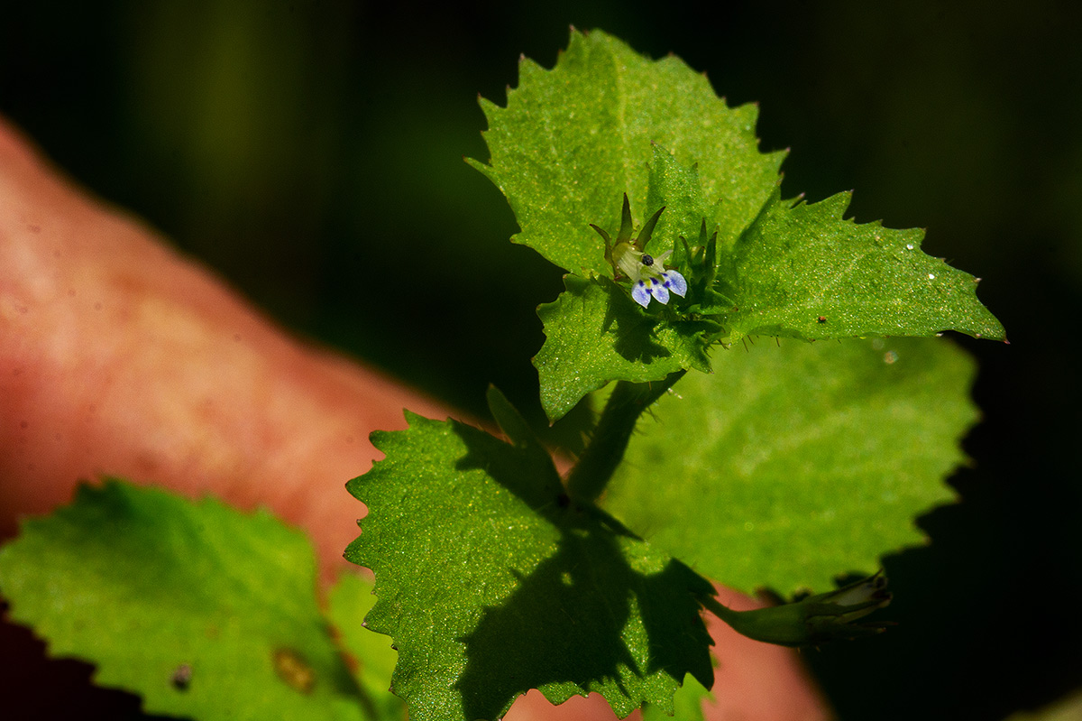 Lobelia inconspicua