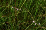Cyphia brachyandra