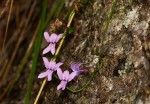 Cyphia brachyandra
