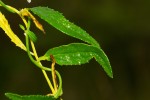 Cyphia brachyandra