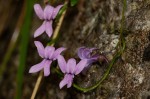 Cyphia brachyandra