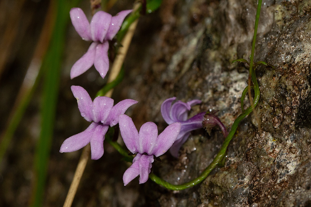 Cyphia brachyandra