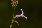 Cyphia brachyandra