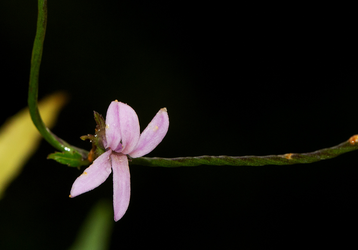 Cyphia brachyandra