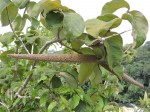 Strophanthus eminii