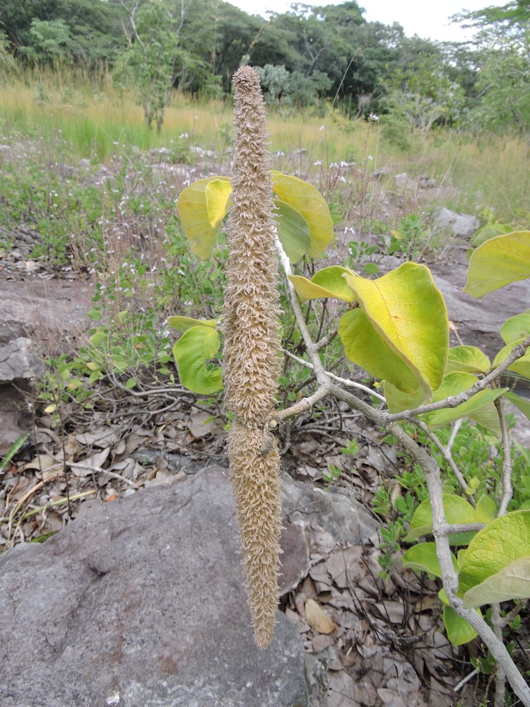 Strophanthus eminii