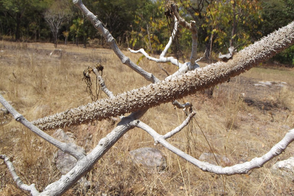 Strophanthus eminii