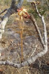 Strophanthus eminii