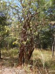 Strophanthus eminii