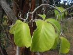 Strophanthus eminii