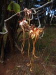 Strophanthus eminii
