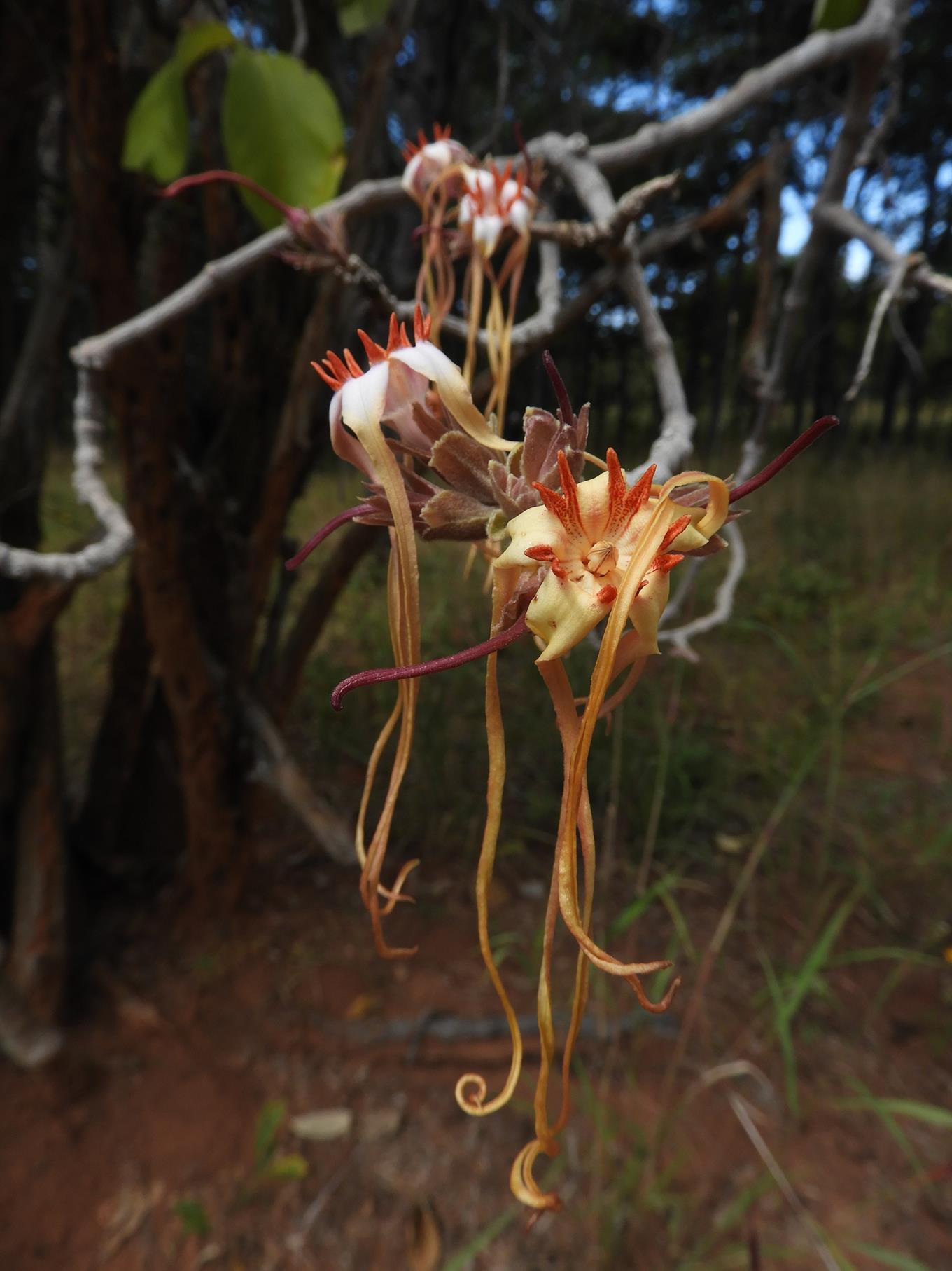 Strophanthus eminii