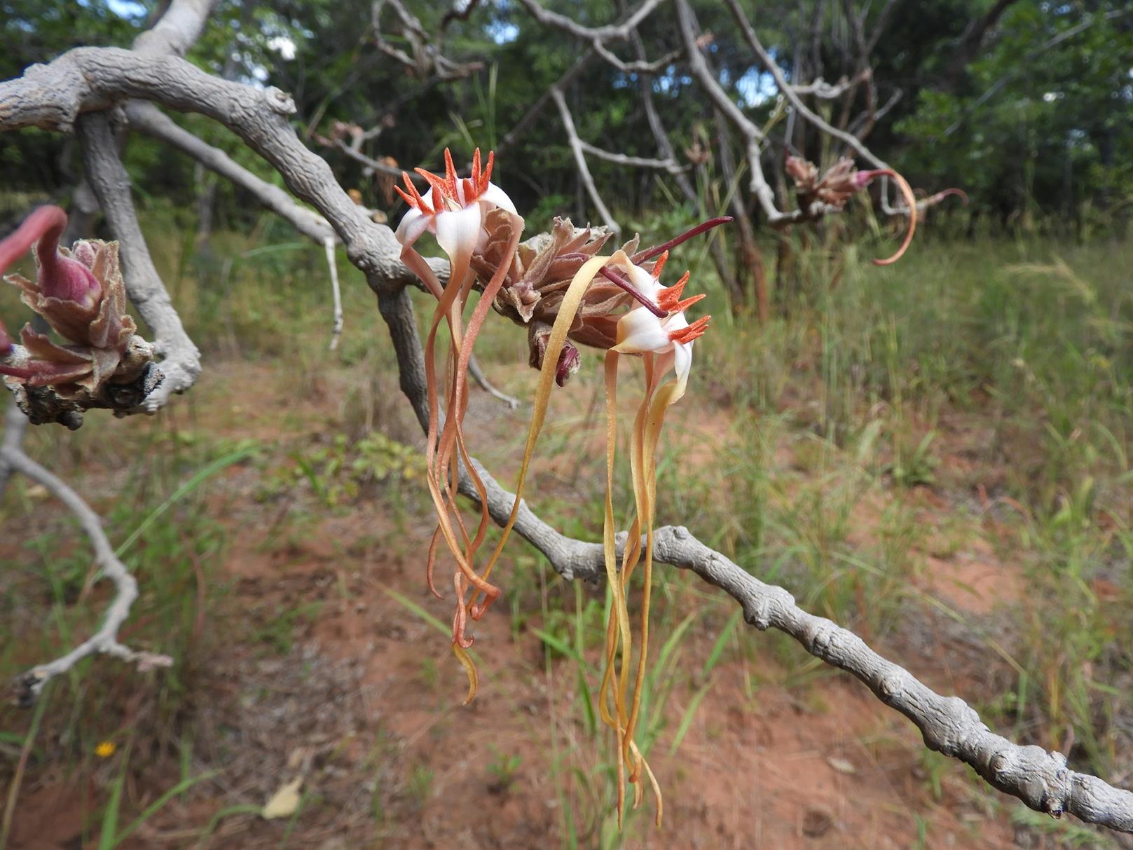 Strophanthus eminii