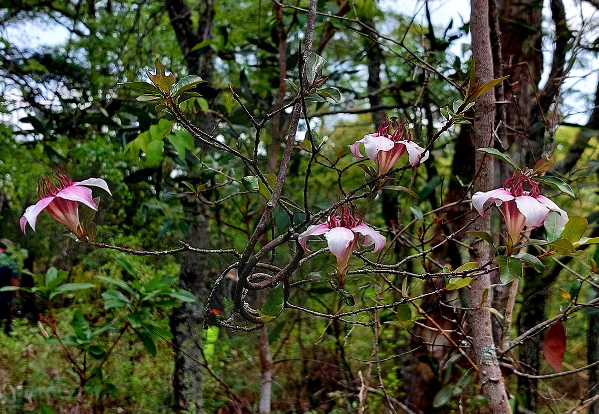 Strophanthus welwitschii Strophanthus welwitschii