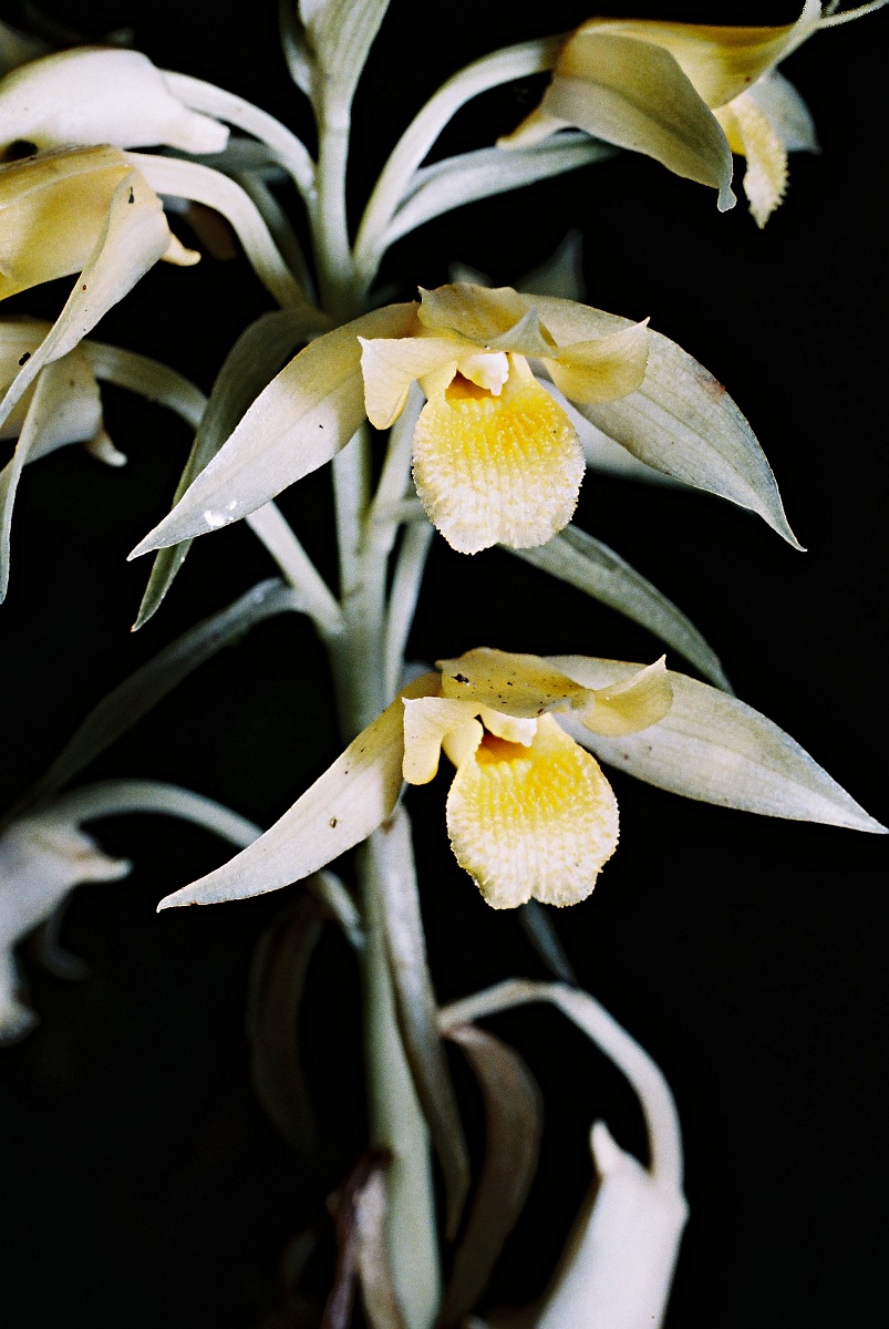 Eulophia galeoloides