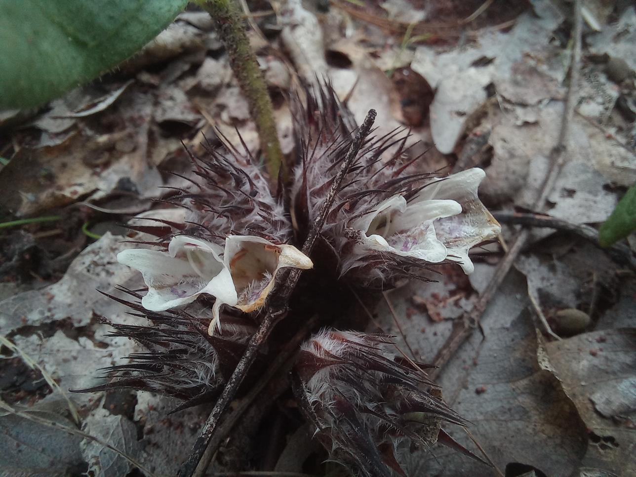 Lepidagathis fischeri Lepidagathis fischeri