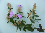 Barleria velutina