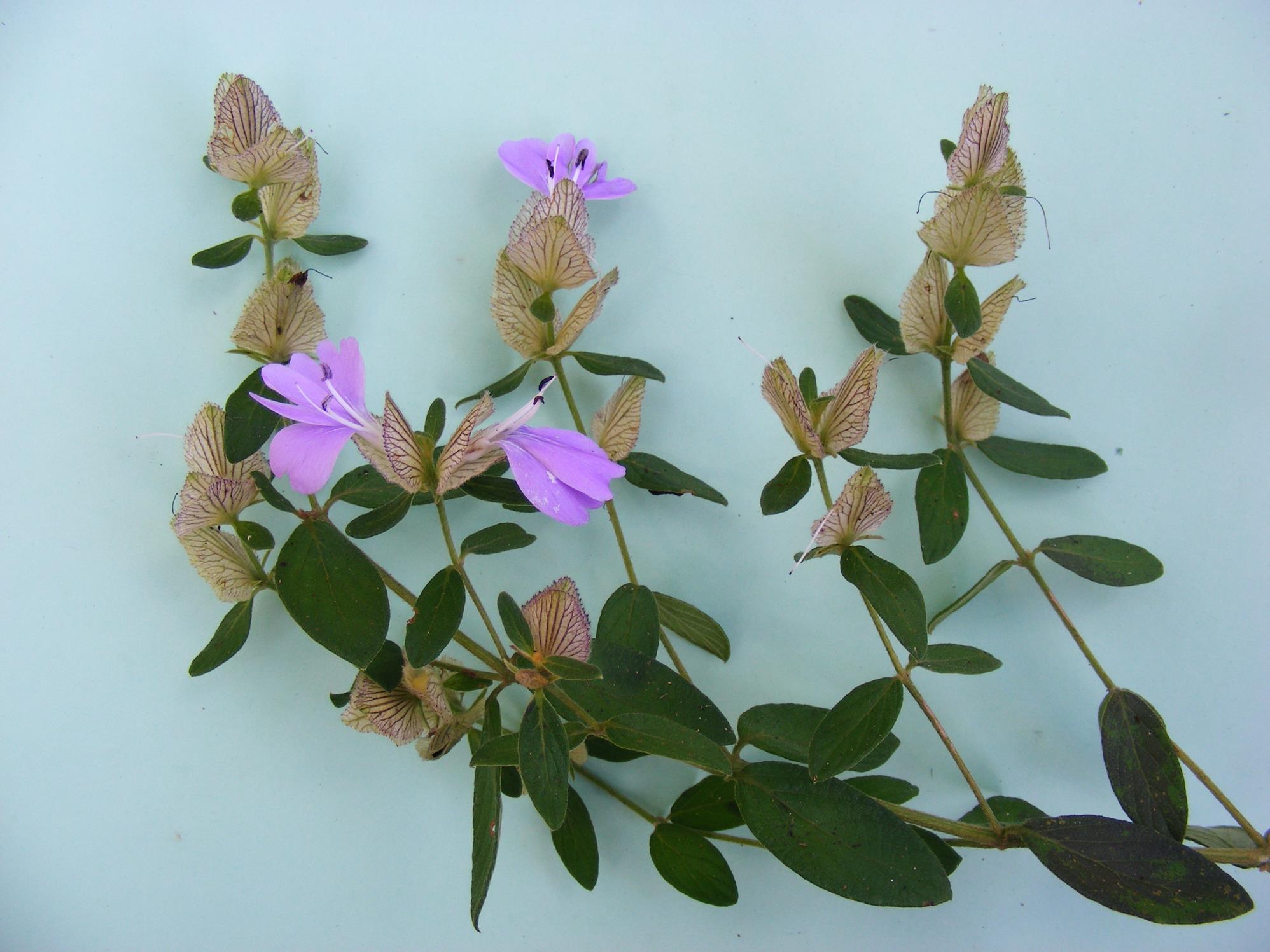 Barleria velutina Barleria velutina