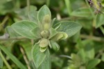 Barleria descampsii