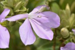 Barleria descampsii