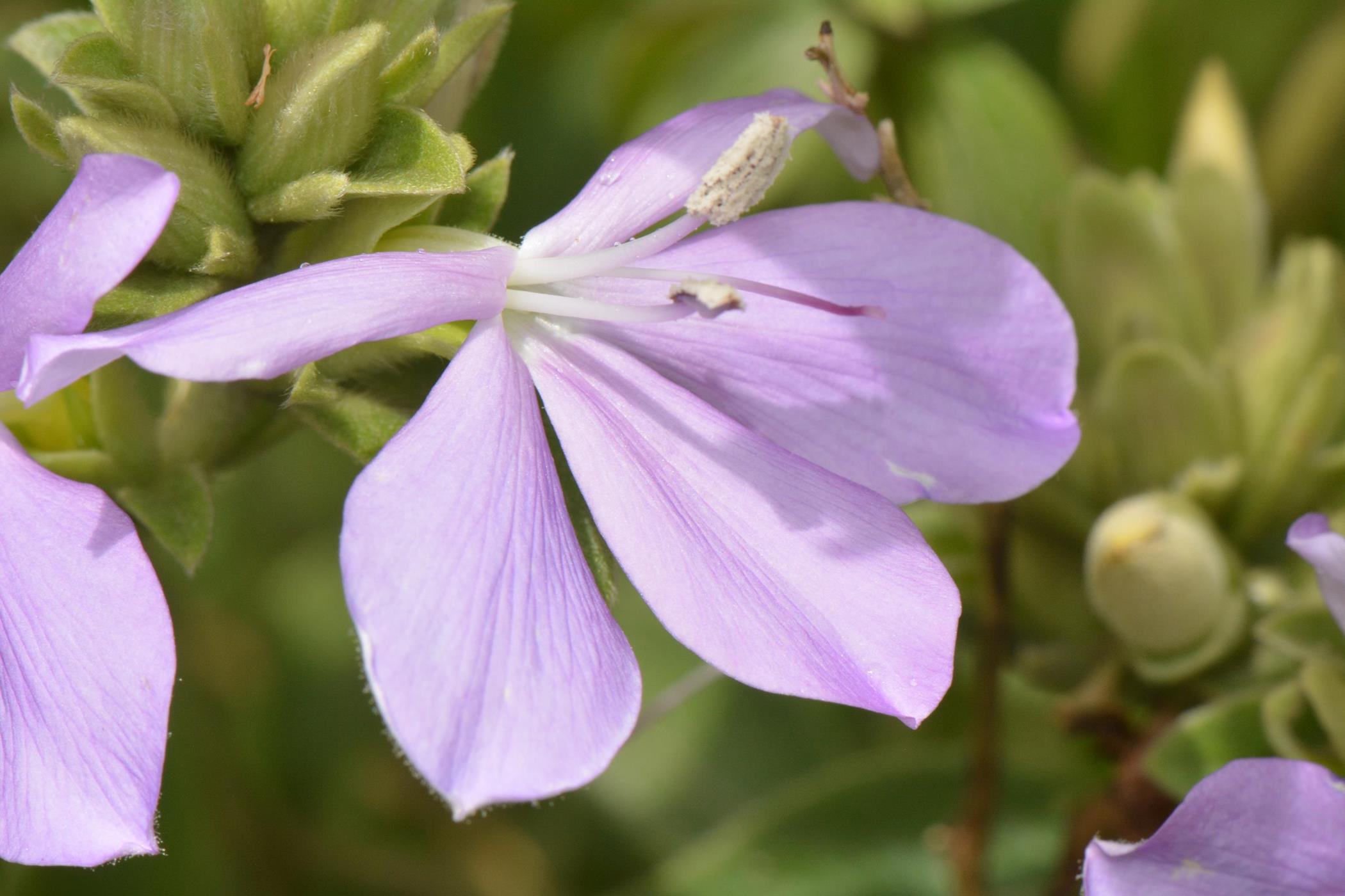 Barleria descampsii