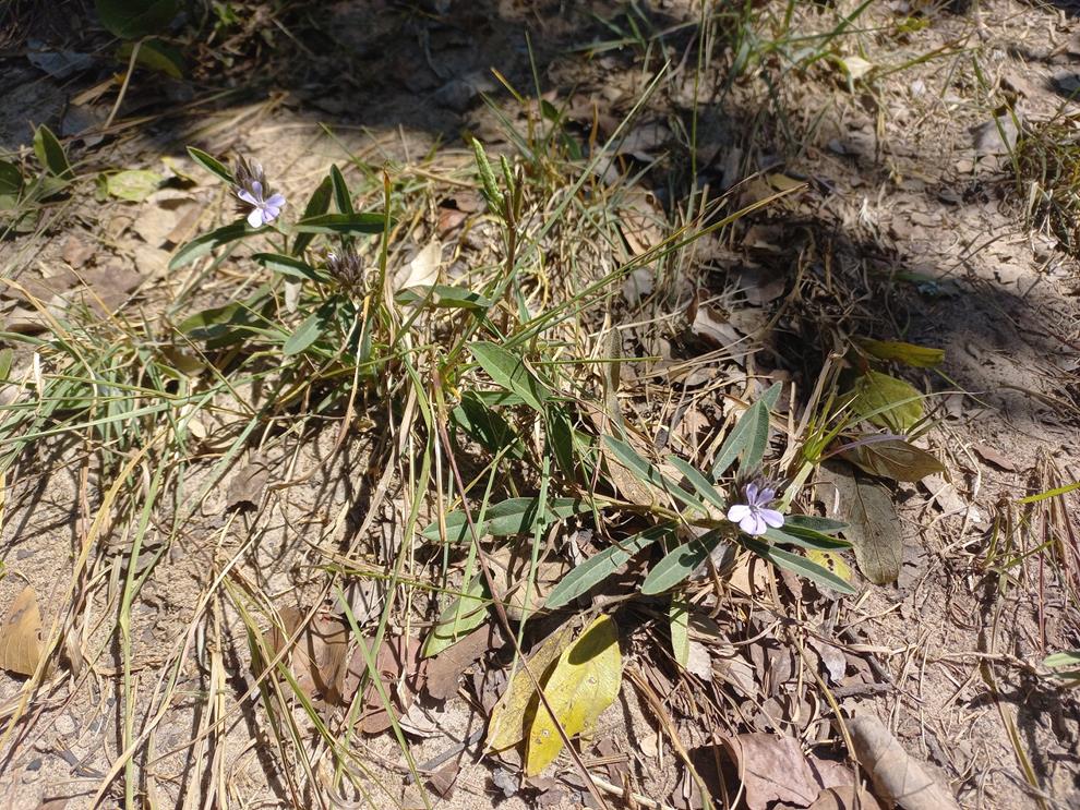 Barleria phaylopsis