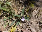 Barleria phaylopsis