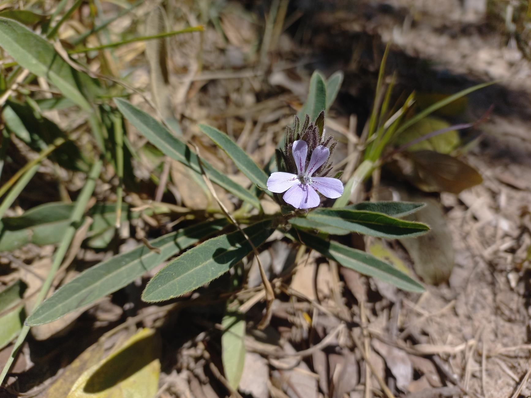 Barleria phaylopsis Barleria phaylopsis