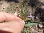Barleria phaylopsis